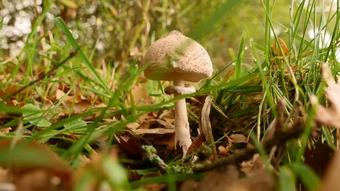 Parasol mushroom Stock Footage 119022408