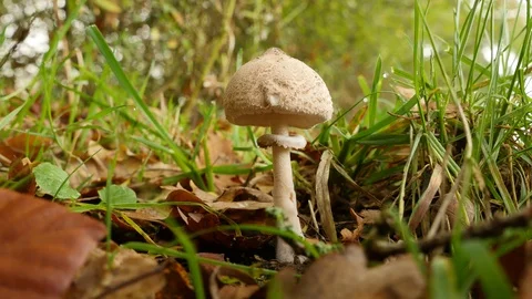 Parasol mushroom Video stock 119022449