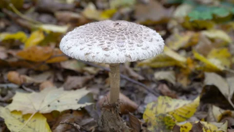 Parasol mushroom 動画素材 123637575
