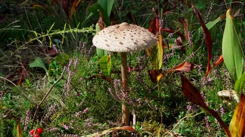Parasol mushroom Stock Footage 327457931