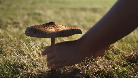 Parasol mushroom in the grass Stock Footage 98314207