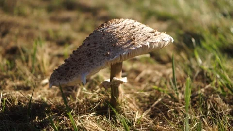 Parasol mushroom in the grass Stock Footage 98314224