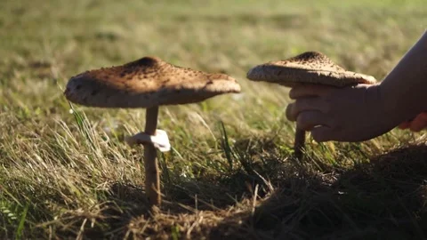 Parasol mushroom in the grass Stock Footage 98314252