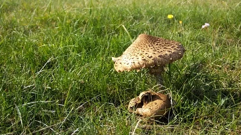 Parasol mushroom in the grass Stock Footage 120805080