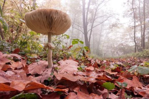 Parasol in an oak forest Foto stock