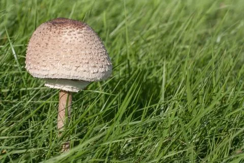 Parasol Stock Photos