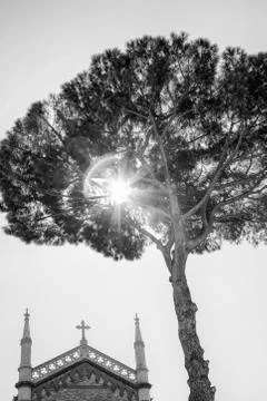 Parasol Pine Tree Stock Photos