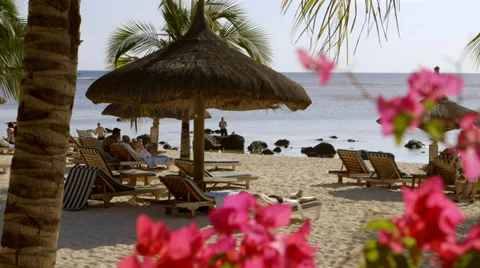 Parasols on Beach with Flowers Stock Footage 32207789