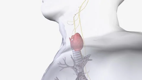 The parasympathetic division of the autonomic nervous system is the primary Stock Footage 244527418