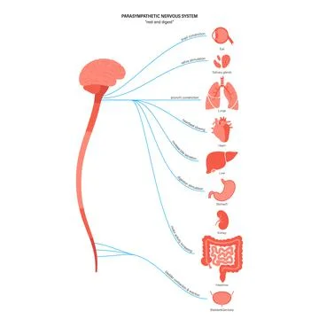 Parasympathetic nervous system Illustrazione stock