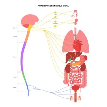Parasympathetic nervous system イラスト素材