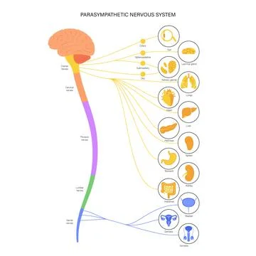 Parasympathetic nervous system Stock Illustration
