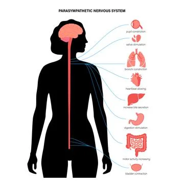 Parasympathetic nervous system イラスト素材