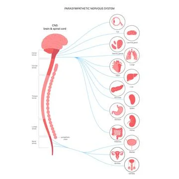 Parasympathetic nervous system Stock Illustration