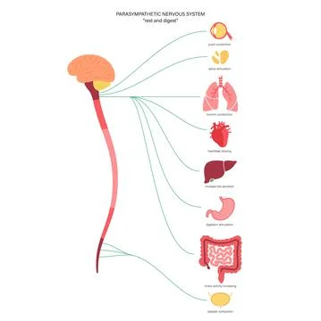 Parasympathetic nervous system Stock Illustration