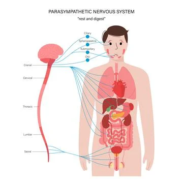 Parasympathetic nervous system Stock Illustration