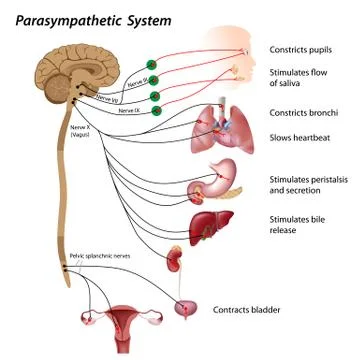 Parasympathetic pathway of the ANS 스톡 일러스트