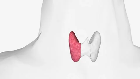 The parathyroid glands are two pairs of small, oval-shaped glands Stock Footage 247262002