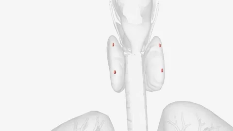 The parathyroid glands lie behind the thyroid Stock Footage 271031202