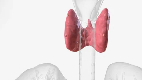 The parathyroid glands lie behind the thyroid Stock Footage 271032020