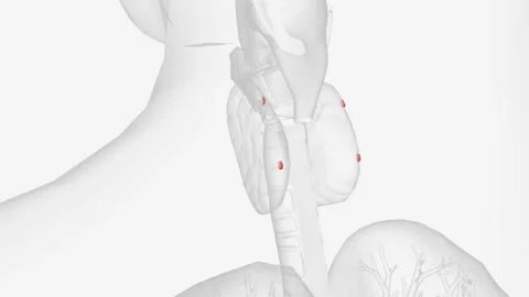 The parathyroid glands lie behind the thyroid Stock Footage 271032069