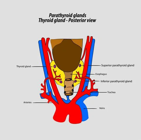Parathyroid glands vector Thyroid posterior view vector labeled diagram Stock Illustration