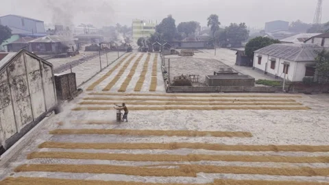 Parboiled Paddy Being Spread Across Khajanagar Rice Mill Drying Yard Stock-Footage 346219128