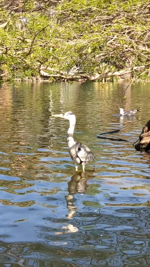 Parc de la Ciutadella Video stock 224094810