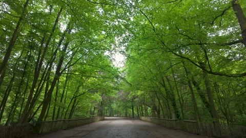 Parc d'Osseghem: A Tranquil Stroll in Dappled Sunlight Stock Footage 276323174