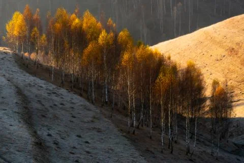 Parcel of wild trees bordering two slopy sides of a hill hit by the morning sun Stock Photos