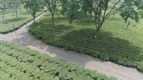 Parcels of cultivated tea divided by paths where workers come to pick tea Video stock 119973077