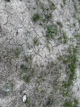 Parched Cracked Soil With Sparse Winter Grass Stock-Fotos