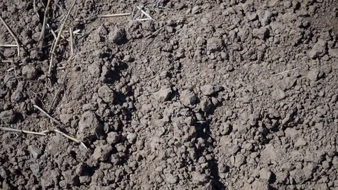 Parched field in closeup Video stock 115770014