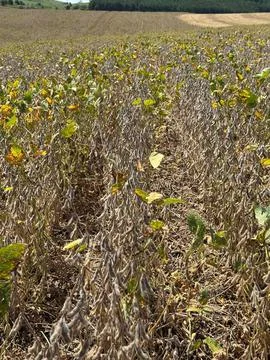 Parched soybean field Stock Photos