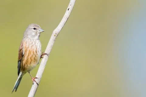 Pardillo comun Fotos Stock
