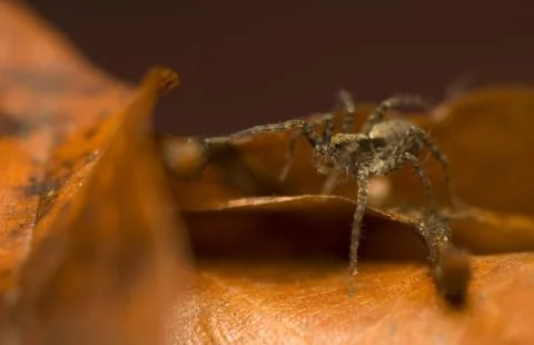 Pardosa Stock Photos