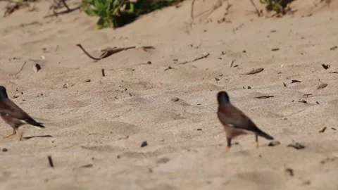Pare of birds walking by Stock Footage 166805508