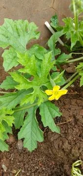 Pare Flower Stock Photos