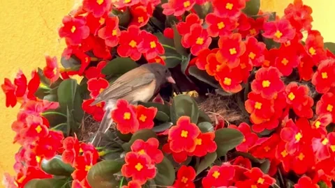 Parent bird feeding hungry chicks in nest hidden among red blossoms. Stock-Footage 341136456