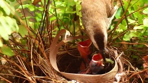 Parent bird feeding two starving young in the nest. Stock Footage 233110677