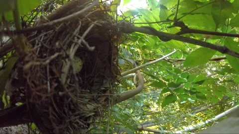 Parent bird returning home. Vertical Video. Vídeos de archivo 137623120