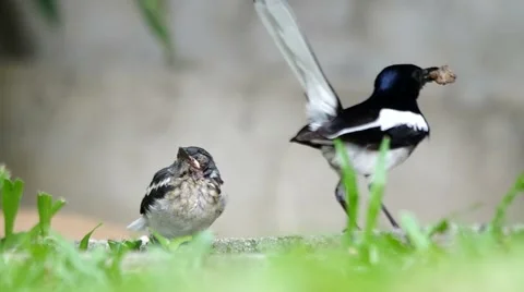 Parent bird try to feed a young bird Stock Footage 49897046