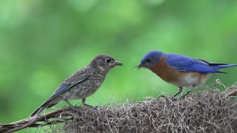 A parent Bluebird feeding a fledgling while perched on a vine Vídeo Stock 335469717