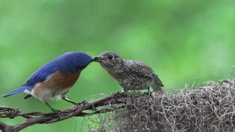 A parent Bluebird feeding a fledgling while perched on a vine Vídeo Stock 335469727