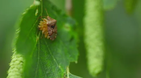 Parent bug (Elasmucha grisea Stock Footage 59947045