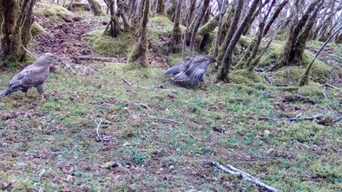 Parent Buzzard mantling and not sharing food with youngster, turns into a fight Stock-Footage 246444225