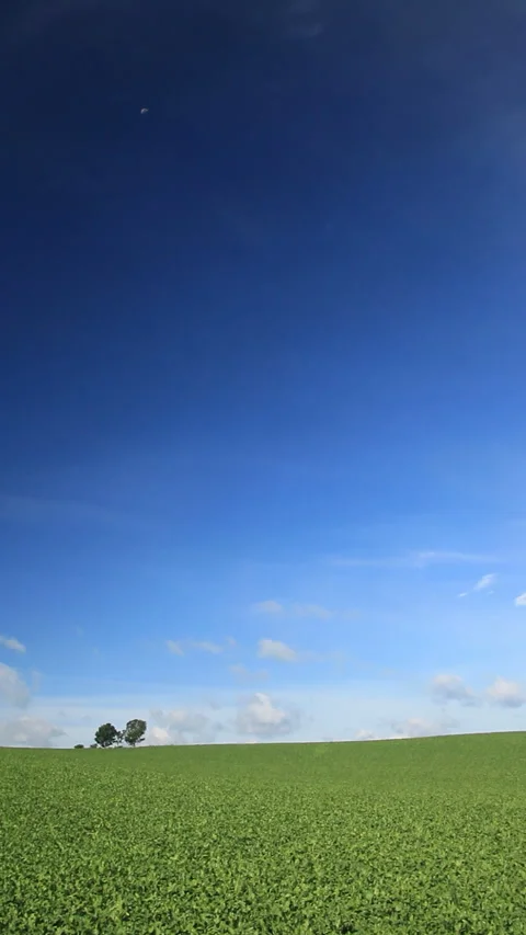 The Parent-Child Tree and the Beet Field 스톡 동영상 330258176