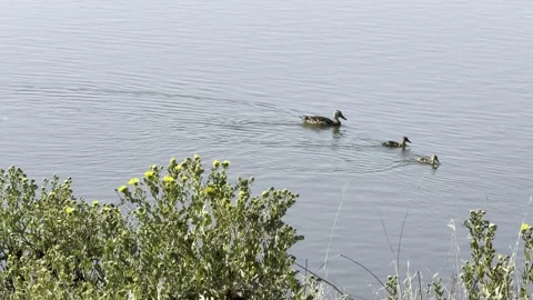 Parent duck with two ducklings at the edge of a lake Stock Footage 315726738