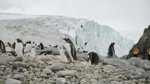 Parent penguin feeding young chicks so they can eat and grow, stable slow Vídeos de archivo 244899819