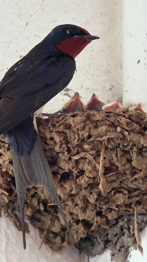 Parent swallow feeding its chicks in the nest, raising young. 4K Video stock 341996817
